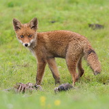 Oostvaardersplassen